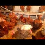 فروش مرغ تخم گذار رنگی قیمت مرغ جهادی - طیور