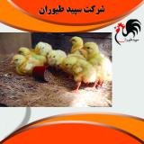فروش مستقیم و بدون واسطه جوجه مرغ گوشتی - طیور
