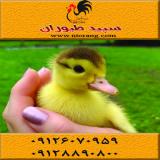 فروش جوجه اردک گوشتی و تخمگذار پکنی و اسرائیلی