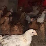 فروش نیمچه مرغ 2 ماهه بومی گلپایگان - طیور