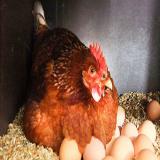 فروش مرغ تخمگذار لوهمن 8 ماهه روپیک تولید 50 درصد فروش مرغ تخمگذار لوهمن 8 ماهه روپیک تولید 50 درصد