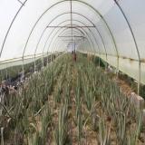 خرید برگ آلوئه ورا