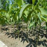 فروش نهال گردو خوشه ای پر بار و اصیل