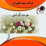 فروش جوجه گوشتی-خرید و فروش جوجه گوشتی در تهران