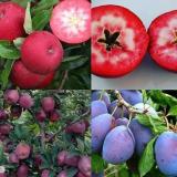 فروش انواع نهال میوه