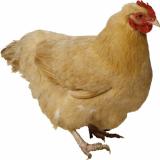 فروش نیمچه مرغ 4 ماهه و 3 ماهه و 5 _طیور
