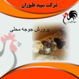 جوجه محلی در تهران - جوجه محلی تخمگذار - طیور 