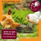 فروش نیمچه مرغ محلی و جوجه مرغ اصلاح نژاد شده - طیور