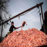 ضایعات مرغی و روغن چربی مرغ