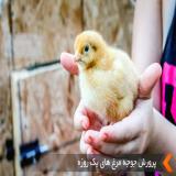 فروش جوجه مرغ یکروزه - طیور