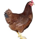 فروش مرغ تخم گذار بومی اصلاح شده
