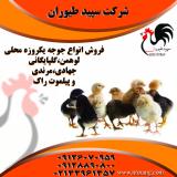 فروش مرغ محلی و بومی - استان تهران