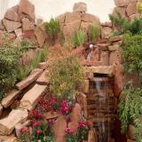 گیاهان مناسب به جای چمن