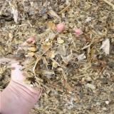 فروش ذرت علوفه بسته بندی و فله دزفول