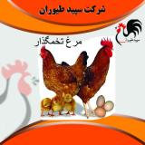 پرورش مرغ تخمگذار -قیمت مرغ تخمگذار محلی-طیور