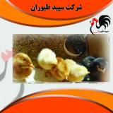 فروش جوجه یکروزه مرغ محلی - طیور
