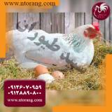 فروش مرغ تخمگذار محلی کاملا سالم درجه یک - طیور  فروش مرغ تخ