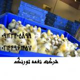فروش جوجه یک روزه مرغ گوشتی هوبارد -نغمه طیور- طیور