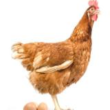 قیمت فوق برای مرغ اصلاح نژاد شده مخصوص تخمگذاری است (گلپایگانی+لوهمن آلمان)