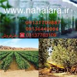 نهال پسته هیبریدی
