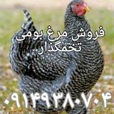 فروش جوجه یکروزه و نیمچه مرغ تخمگذار بومی