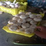 سیر سورت شده همدان