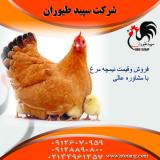 قیمت نیمچه یک ماهه - قیمت نیمچه مرغ محلی - طیور 