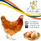 فروش مرغ بومی تخم گذار سابین تجارت
