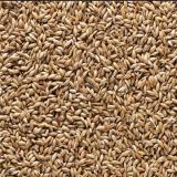 فروش دان جوجه و دان پرندگان زینتی