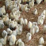 فروش جوجه مرغ گوشتی یکروزه - طیور