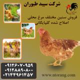 پرورش و فروش مرغ تخمگذار محلی - طیور
