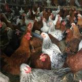 پرورش و فروش مرغ تخمگذار