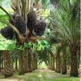 فروش روغن پالم وارداتی مالزی | اصل، باکیفیت