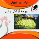 خریدار پرورش مرغ گوشتی - سپید طیور - طیور