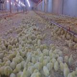پرورش و فروش عمده مرغ گوشتی ( زنده ) - طیور