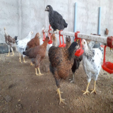 فروش نیمچه مرغ بومی گلپایگان ۴ ماهه در تهران