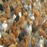 فروش جوجه مرغ بومی جوجه گلپایگانی و مرغ تخمگذار - طیور