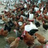فروش ویژه مرغ 6 ماهه و 4 ماهه تخم گذار و جوجه محلی 