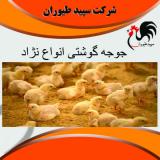 فروش جوجه مرغ گوشتی یک روزه درجه یک - طیور