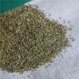 فروش رازیانه مرغوب در همدان