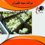پرورش جوجه مرغ گوشتی یکروزه در استان تهران