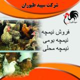 نیمچه مرغ و قیمت روز نیمچه مرغ محلی - طیور 