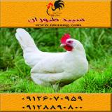 فروش مرغ تخمگذار ال اس ال ، مرغ تخمگذارصنعتی- طیور