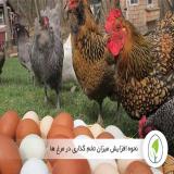 فروش مرغ تخم گذار با کیفیت - طیور