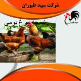 نیمچه مرغ بومی قیمت نیمچه مرغ محلی - طیور 