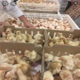 فروش جوجه but.6 در یزد