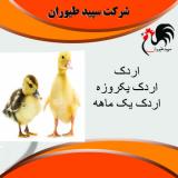 قیمت اردک 20 روزه با قیمت عالی موجود در بازار-طیور 