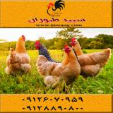 فروش مرغ بومی تخمگذار اصلاح نژاد شده سپید طیوران