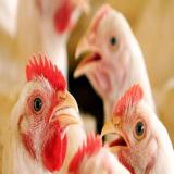 خرید و فروش مرغ محلی و مرغ تخم گذار صنعتی - طیور