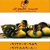 فروش اردک و جوجه اردک 15 روزه گوشتی - طیور 